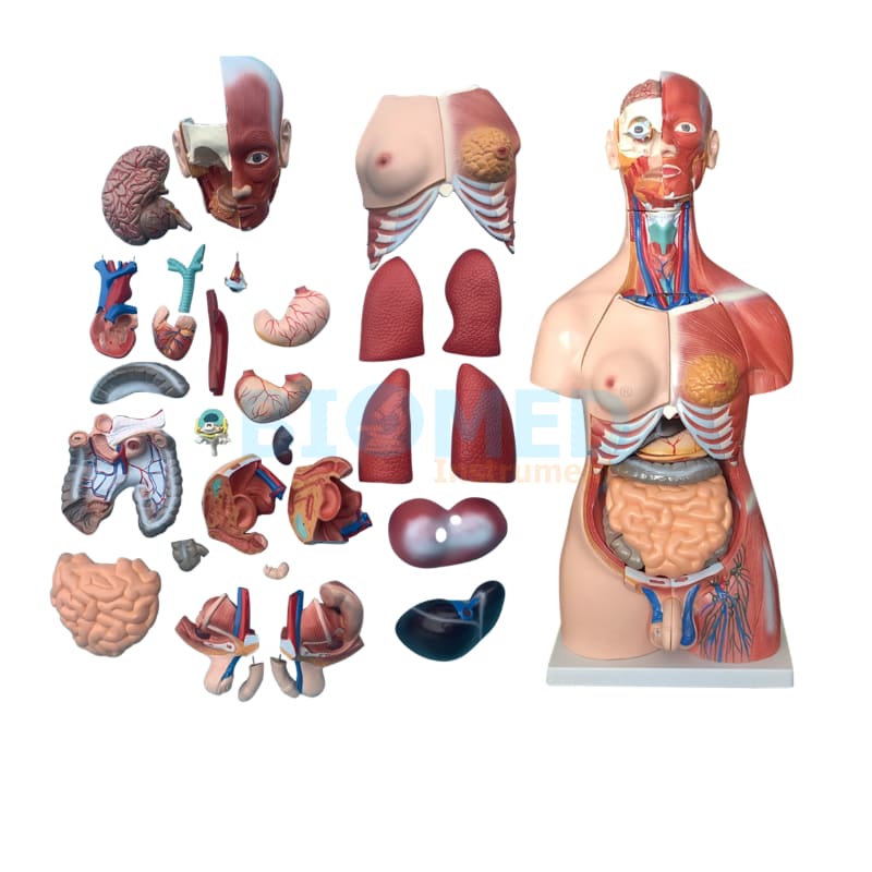 Modelo De Torso Humano Bisexual 85 Cm Alto 30 Partes Ec-Lab