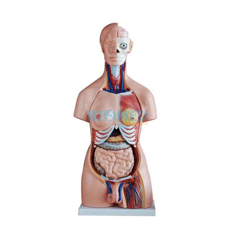 Modelo De Torso Humano Bisexual 85 Cm Alto 23 Partes Ec-Lab
