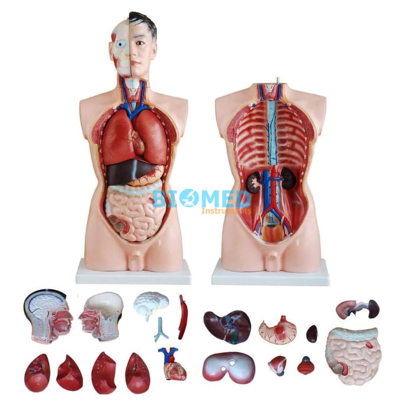 Modelo De Torso Humano 85 Cm Masculino 19 Partes Ec-Lab