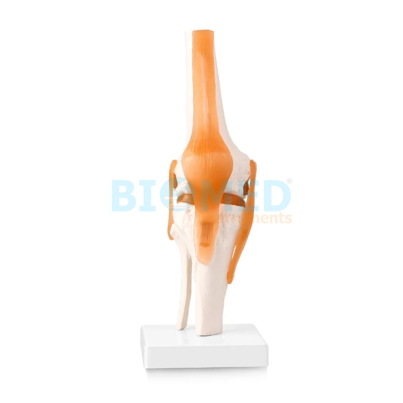 Modelo De Rodilla Con Ligamentos Ec-Lab
