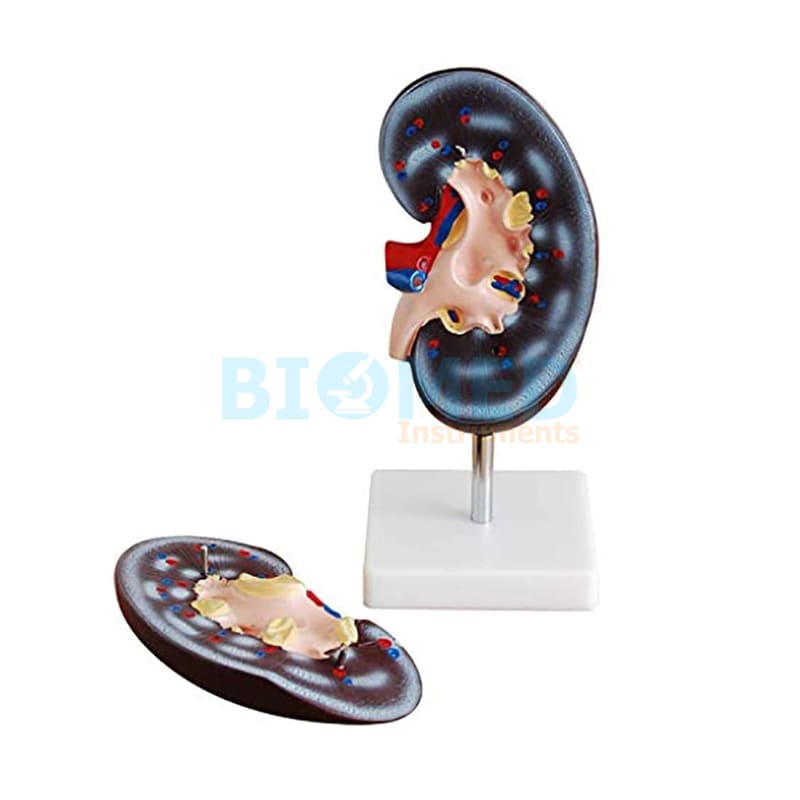 Modelo De Riñon Humano De 2 Partes Ec-Lab