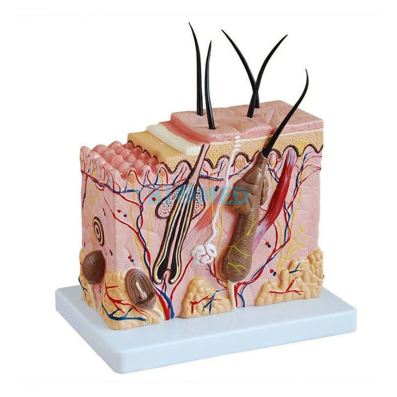 Modelo De Piel Humana Aumentado 70 Veces Ec-Lab