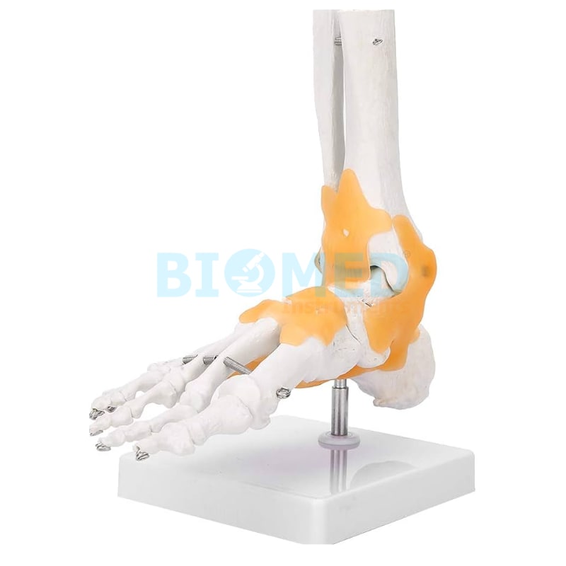 Modelo De Pie Humano Con Ligamentos Ec-Lab
