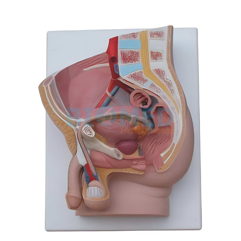 Modelo De Pelvis Masculina 2 Partes Ec-Lab