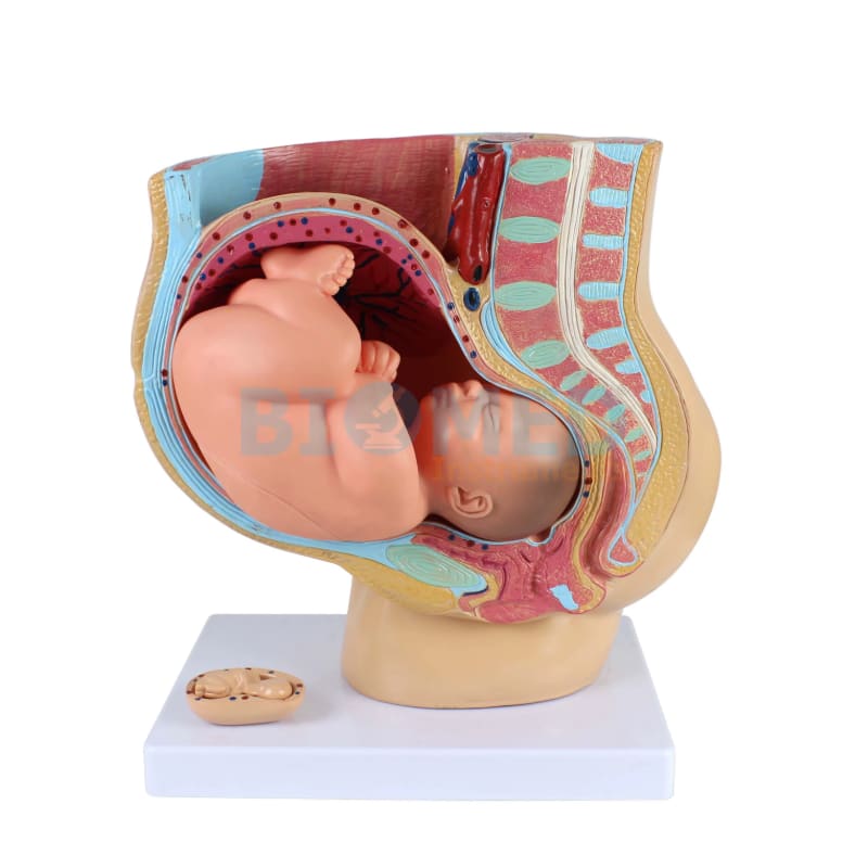 Modelo De Pelvis Femenina Con Feto Ec-Lab