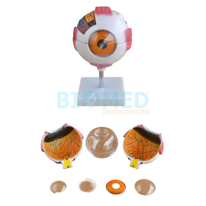 Modelo De Ojo Gigante (Globo Ocular Blanco) Ec-Lab