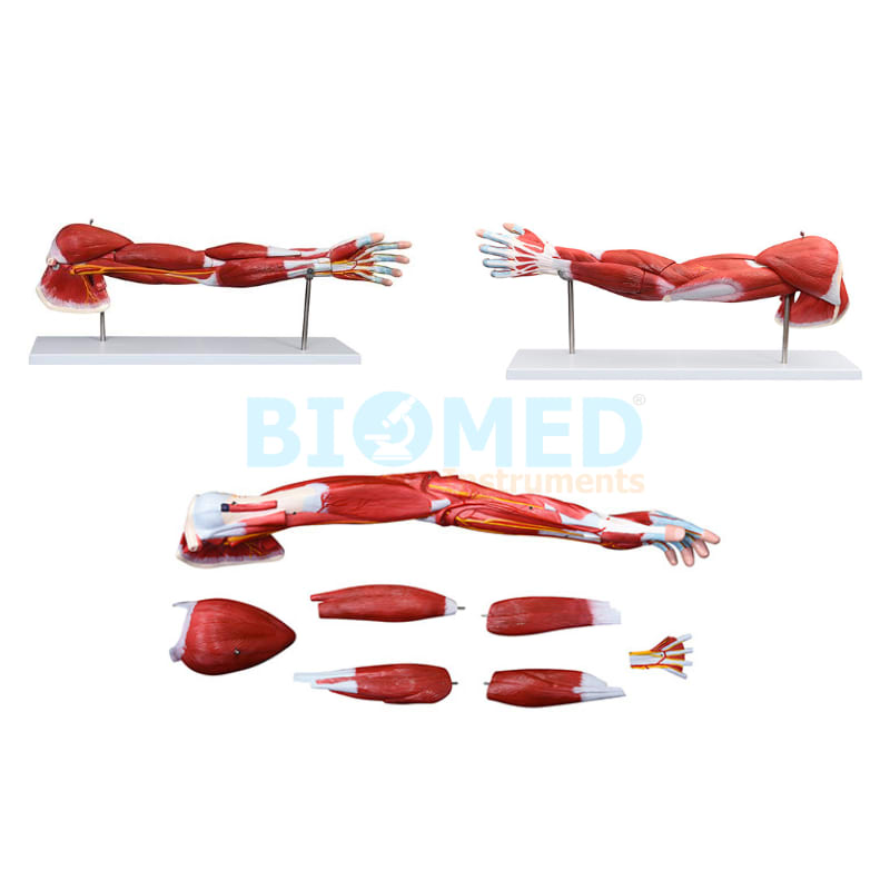 Modelo De Músculos Del Brazo Humano 7 Partes Ec-Lab