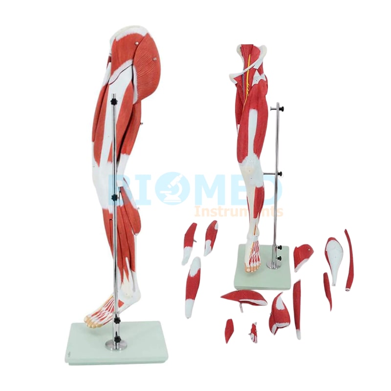 Modelo De Músculos De La Pierna Humana 13 Partes Ec-Lab