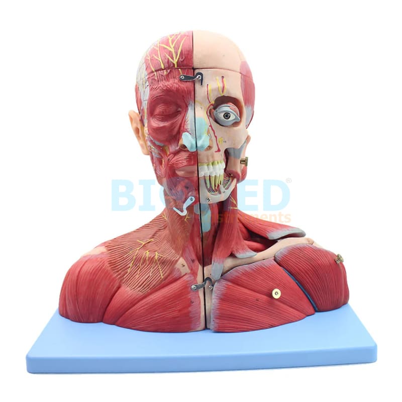 Modelo De Musculatura De Cabeza, Cuello Y Tórax 19 Partes Ec-Lab