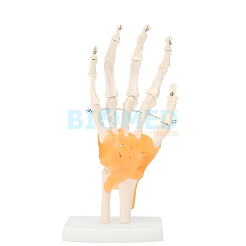 Modelo De Mano Humana Con Ligamentos Ec-Lab