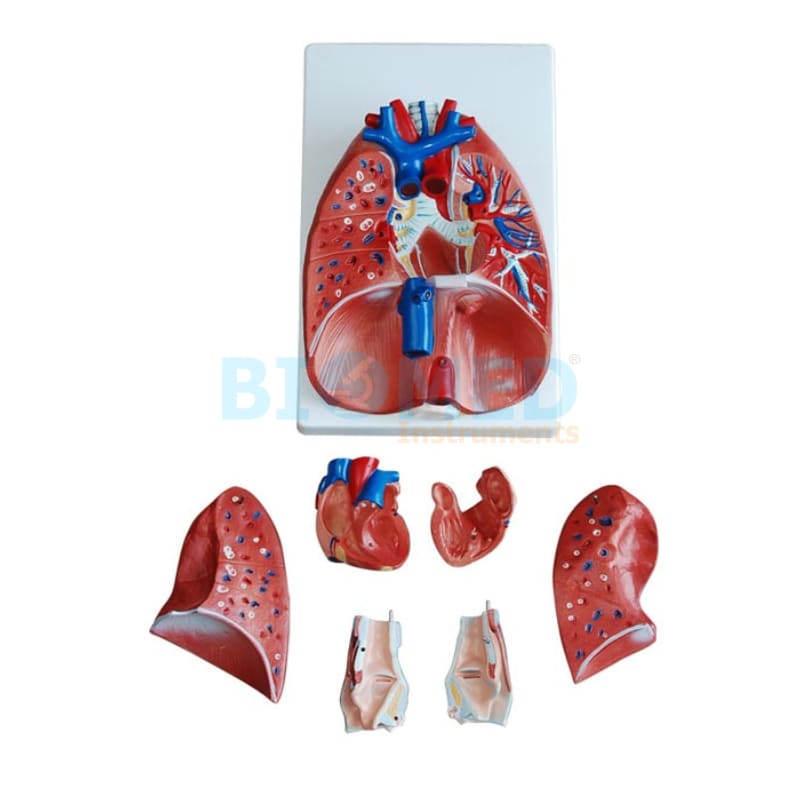 Modelo De Laringe, Corazón Y Pulmón Ec-Lab