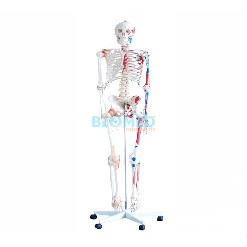 Modelo De Esqueleto Musculos Y Ligamentos 1.80 Cm Ec-Lab