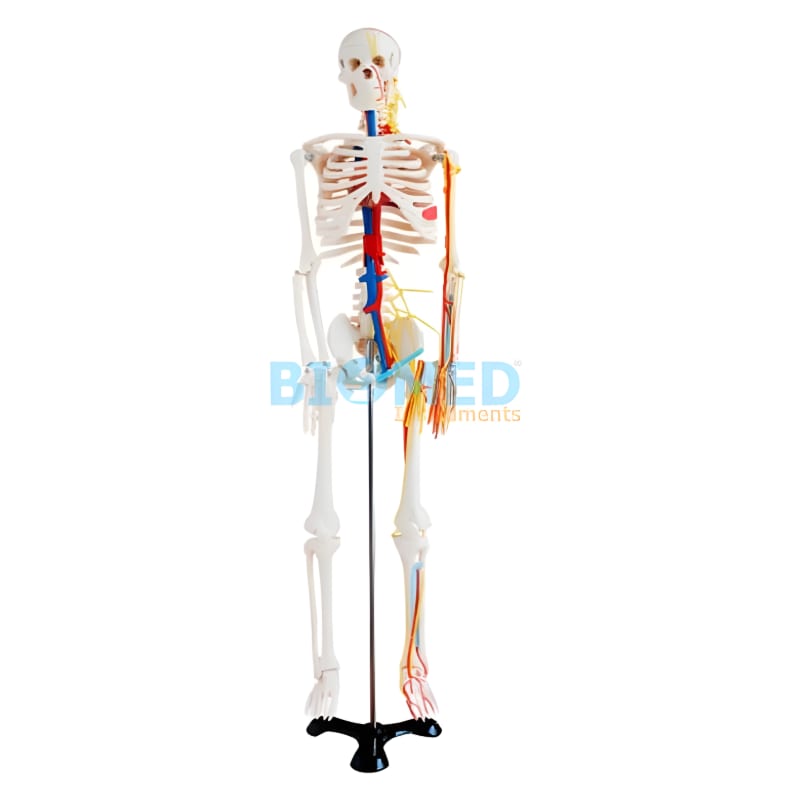 Modelo De Esqueleto Con Sistema Nervioso 85 Cm Ec-Lab