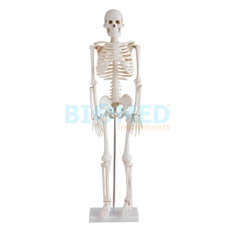 Modelo De Esqueleto 85 Cm Ec-Lab