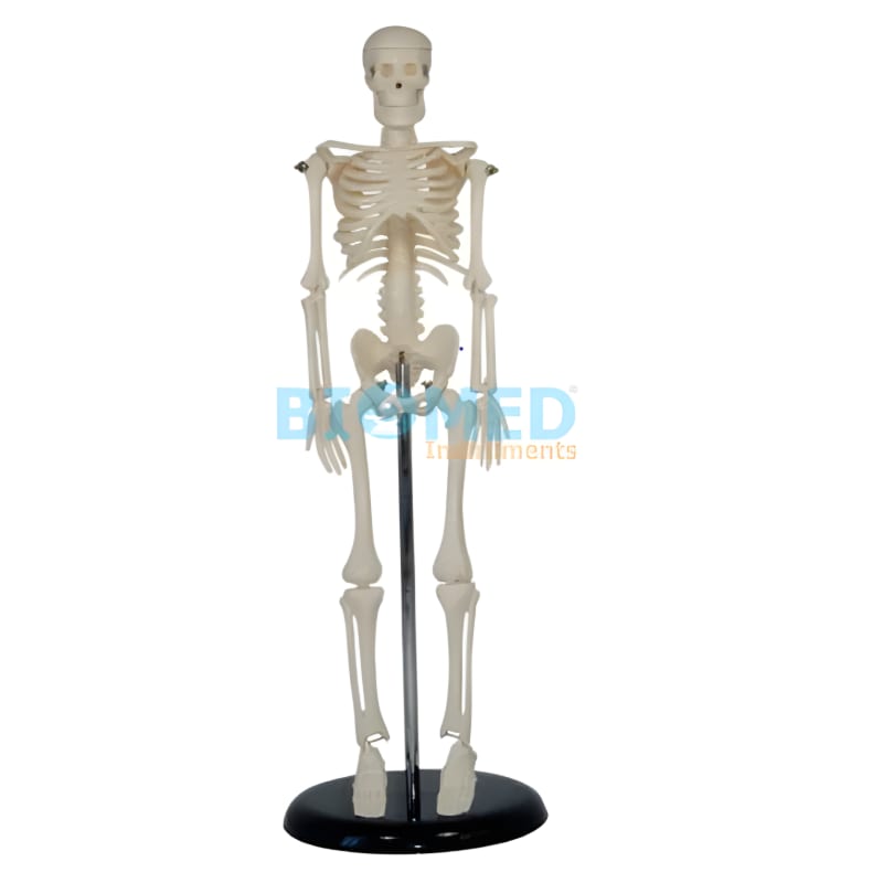 Modelo De Esqueleto 45Cm Ec-Lab