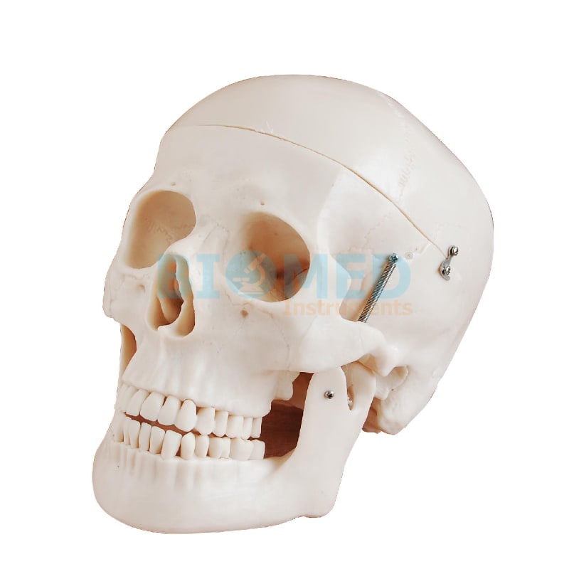 Modelo De Craneo Humano Tamaño Natural Ec-Lab