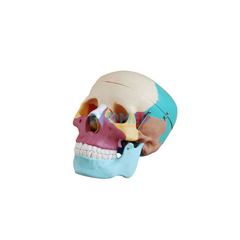 Modelo De Craneo Humano Diviciones De Colores Ec-Lab