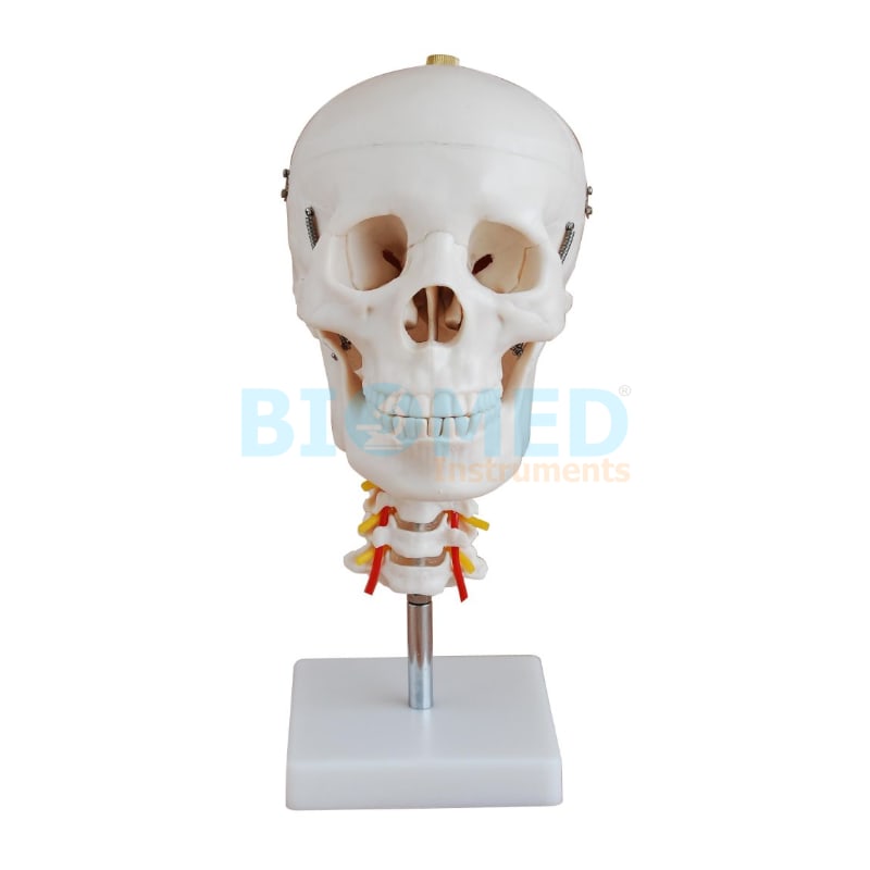 Modelo De Craneo Humano Con Cervical Ec-Lab