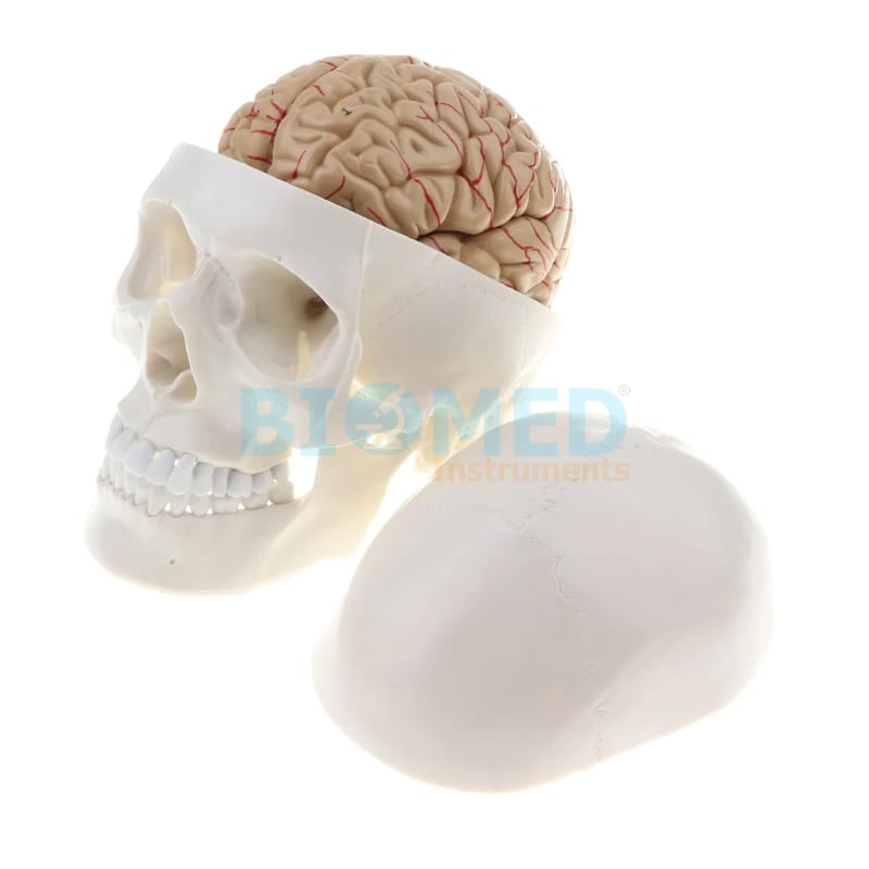 Modelo De Craneo Humano Con Cerebro 8 Partes Ec-Lab