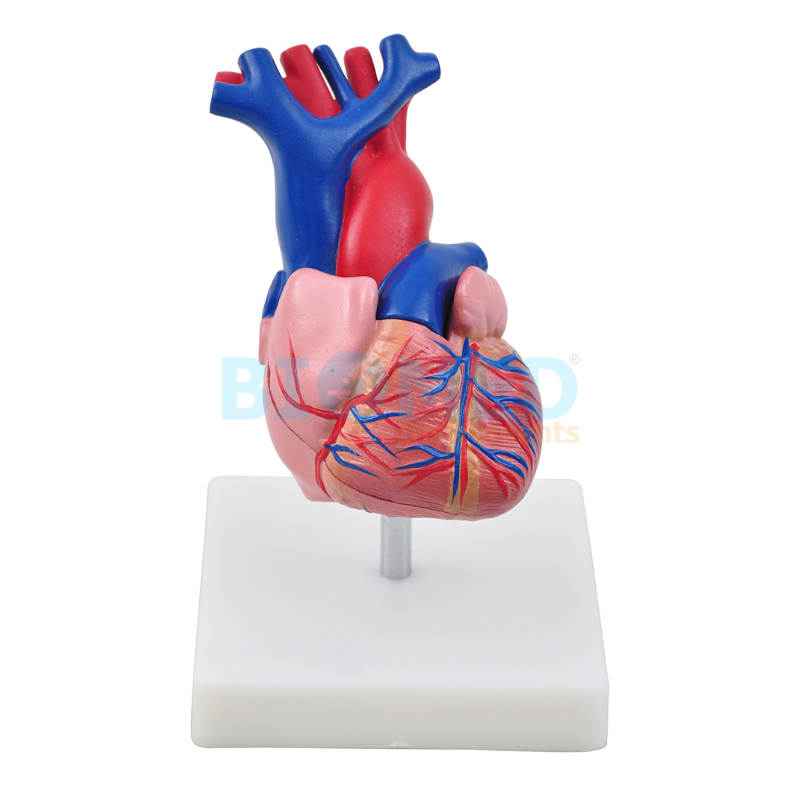 Modelo De Corazon Humano Tamaño Natural Ec-Lab
