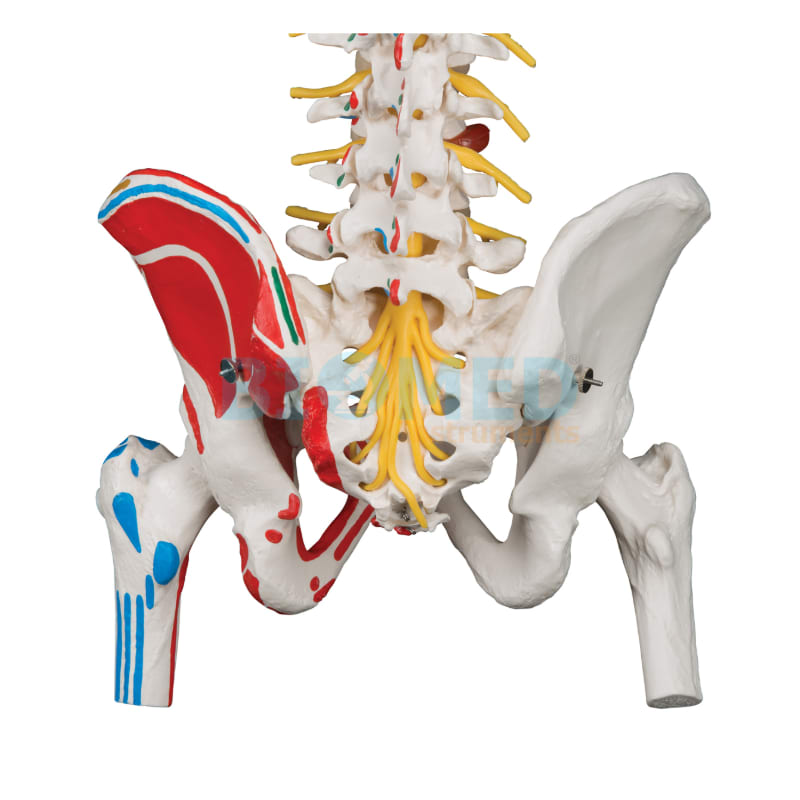 Modelo De Columna Vertebral Con Pelvis Y Musculos Pintados Ec-Lab