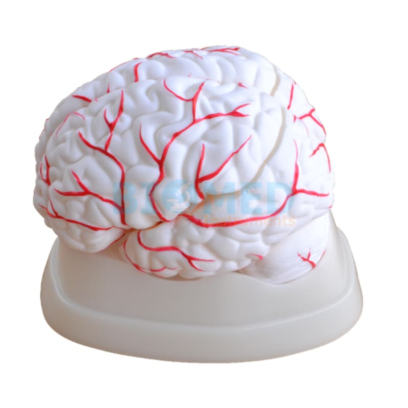 Modelo De Cerebro De 8 Partes Con Arterias Ec-Lab