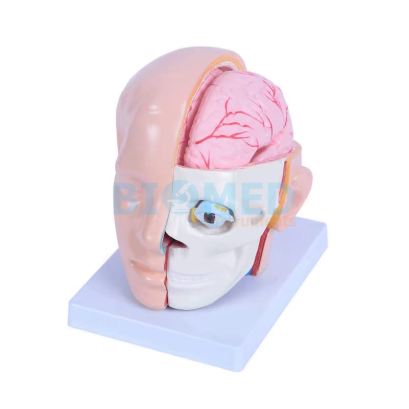 Modelo De Cara Con Cerebro Y Craneo Humano Ec-Lab