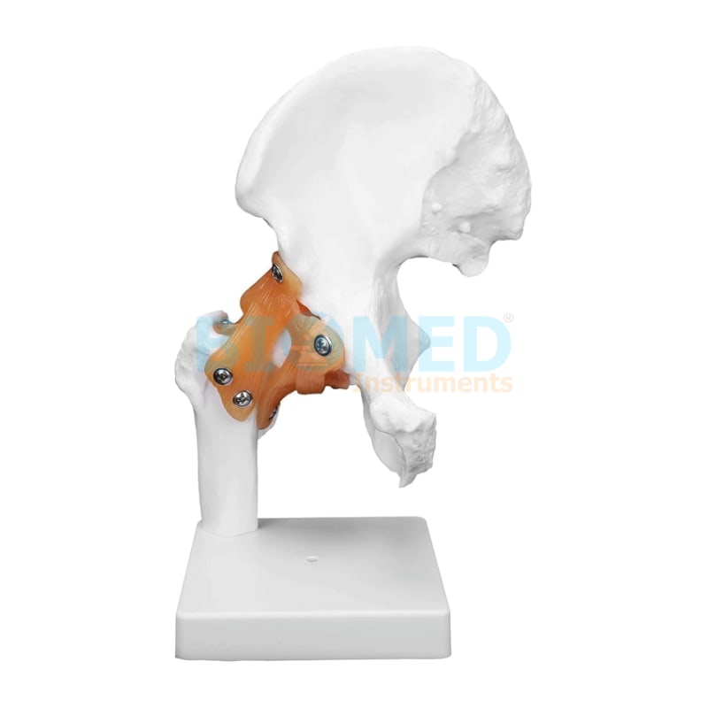 Modelo De Articulacion De La Cadera Ec-Lab