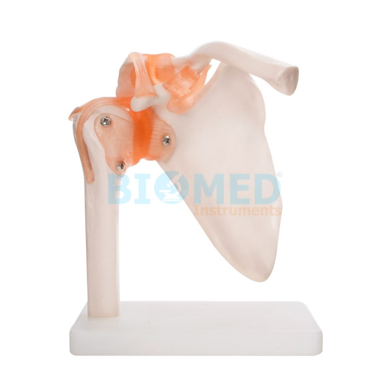 Modelo De Articulación De Hombro Ec-Lab