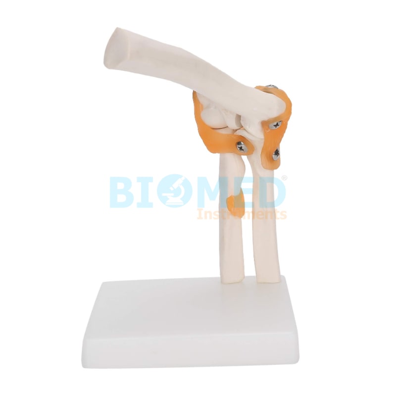 Modelo De Articulacion De Codo Ec-Lab