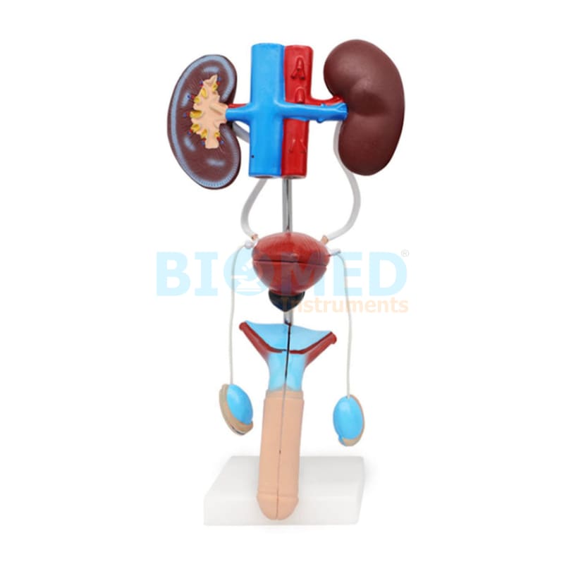 Modelo Anatomico Urogenital Masculino Ec-Lab