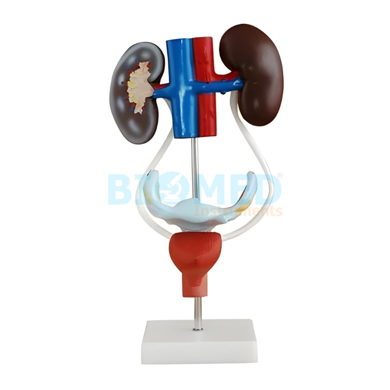 Modelo Anatomico Urogenital Femenino Ec-Lab