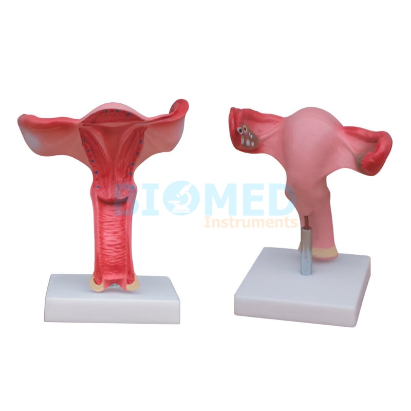 Modelo Anatomico De Utero Con Soporte Ec-Lab