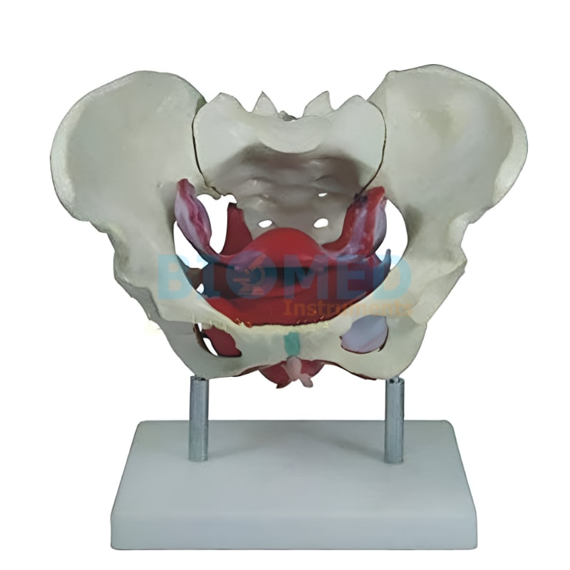 Modelo Anatomico De Musculos Y Organos De Pelvis Femeninos Tamaño Natural Ec-Lab