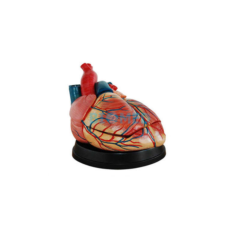 Modelo Anatomico De Corazon Humano Gigante Ec-Lab