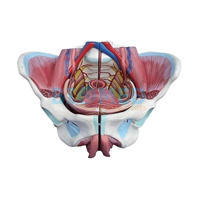 Modelo Organo Genital Femenino