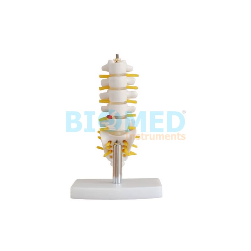 Modelo De Vertebras Lumbares