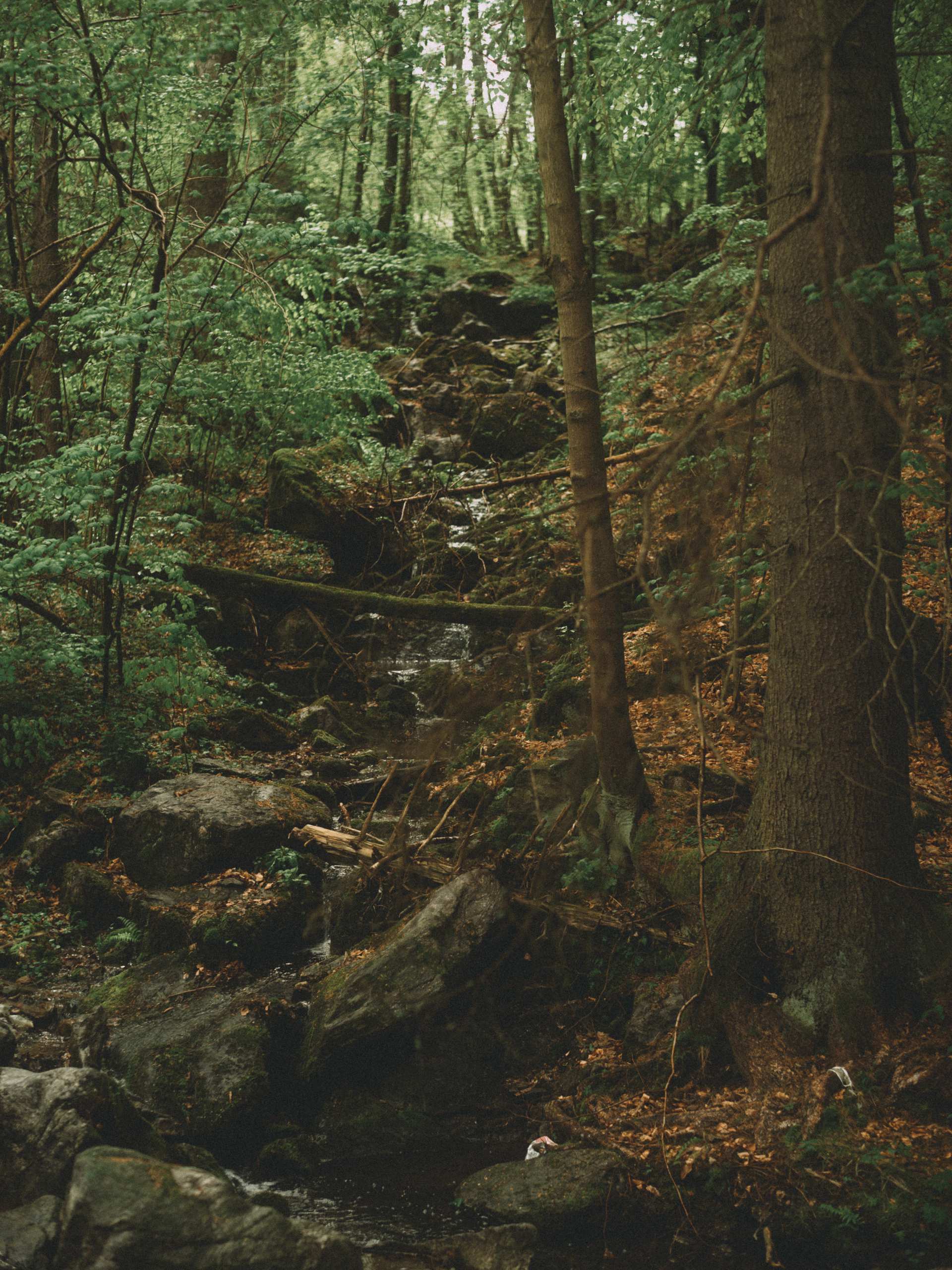 Coffee and the Shadow of a Bat