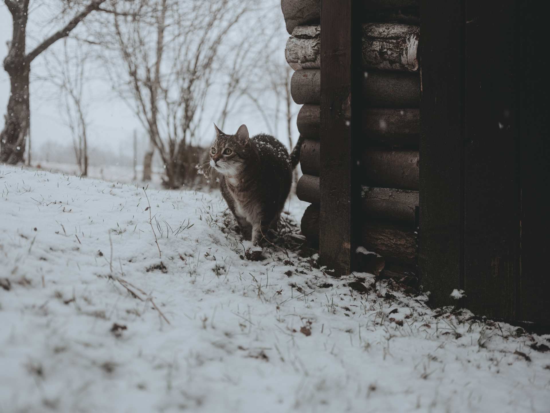 the_first snow in 2025