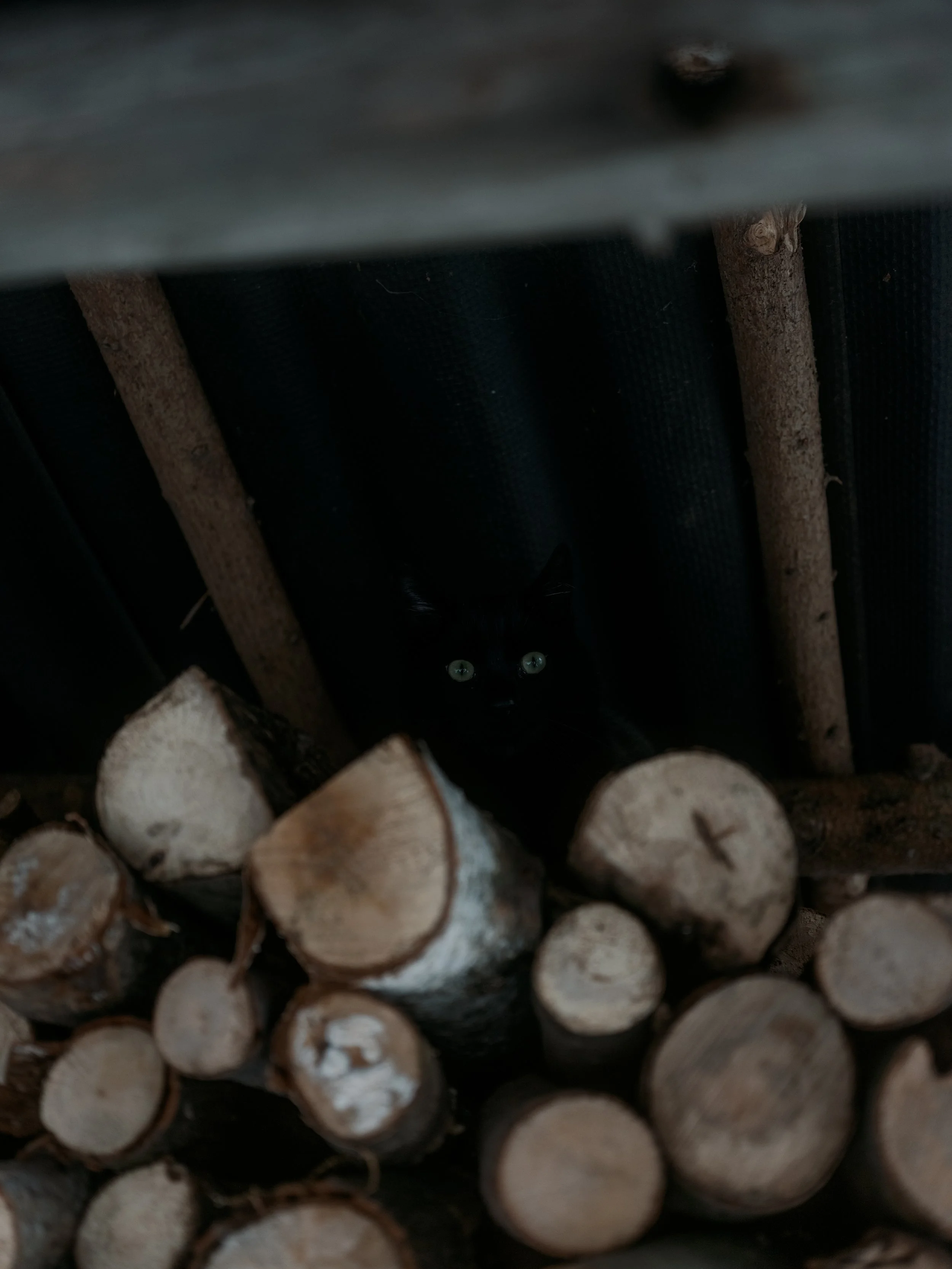 A Black Cat from Croatia