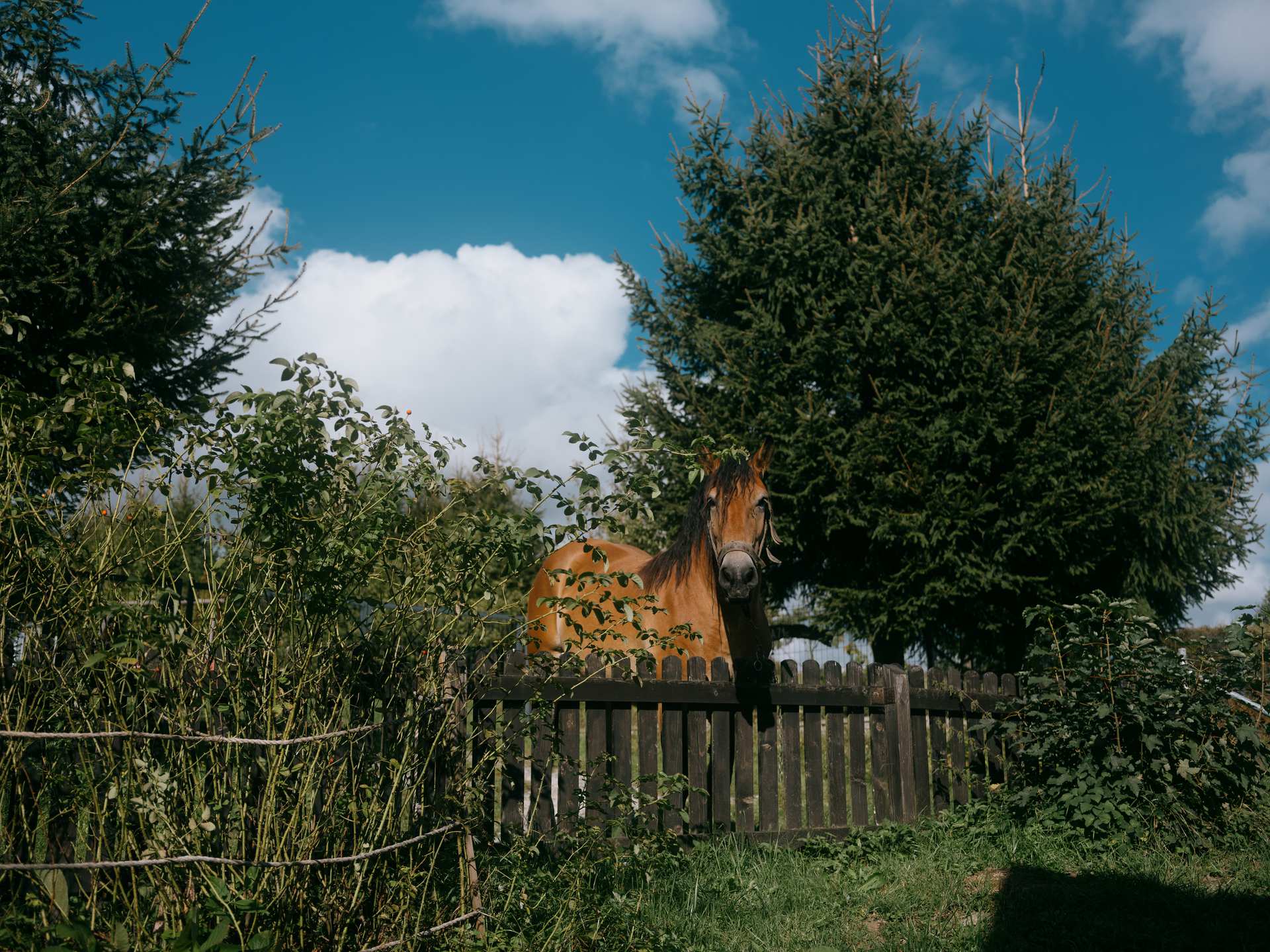 No Horse Parking! :)