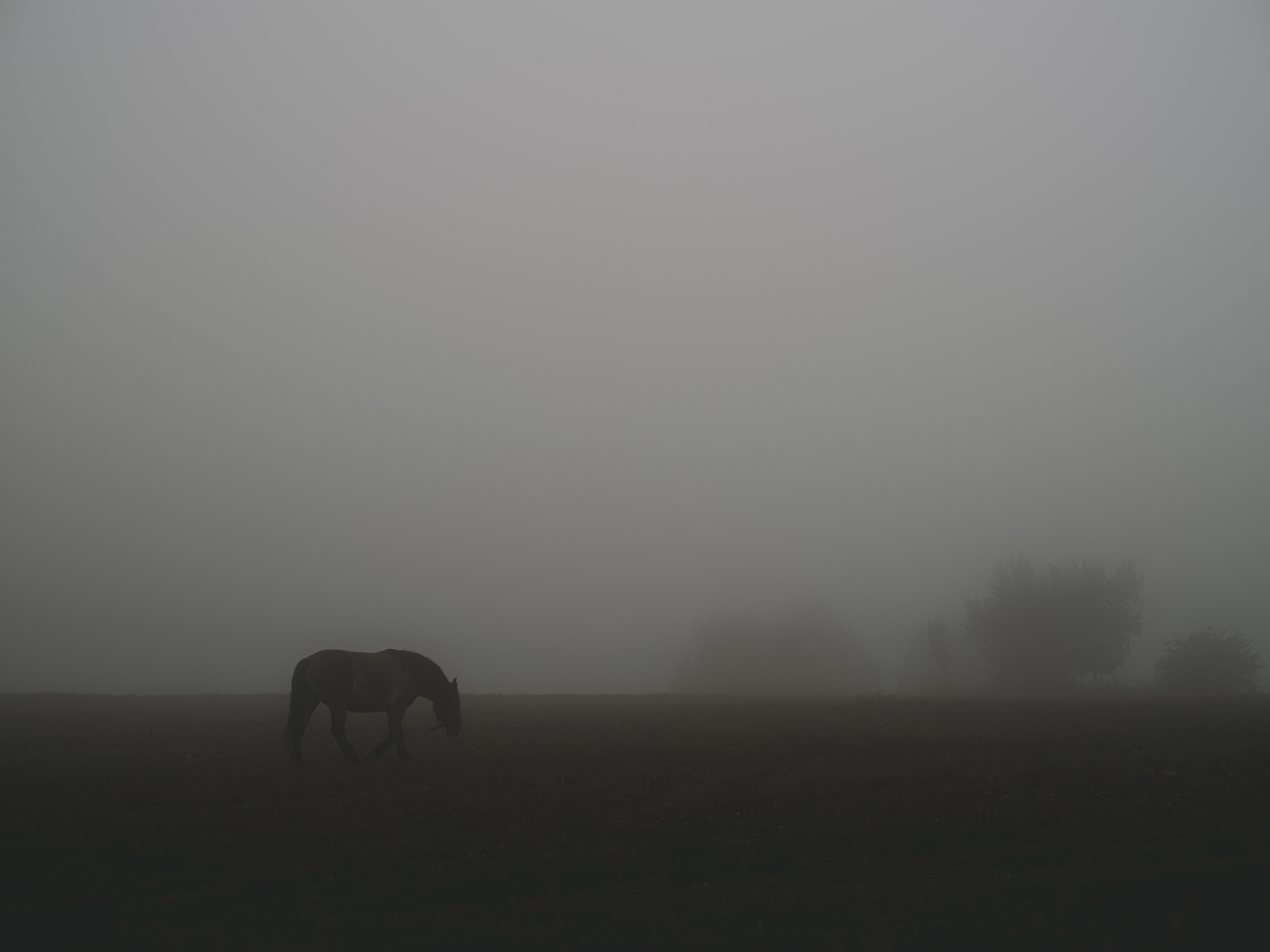 Chained Beauty in the Mist