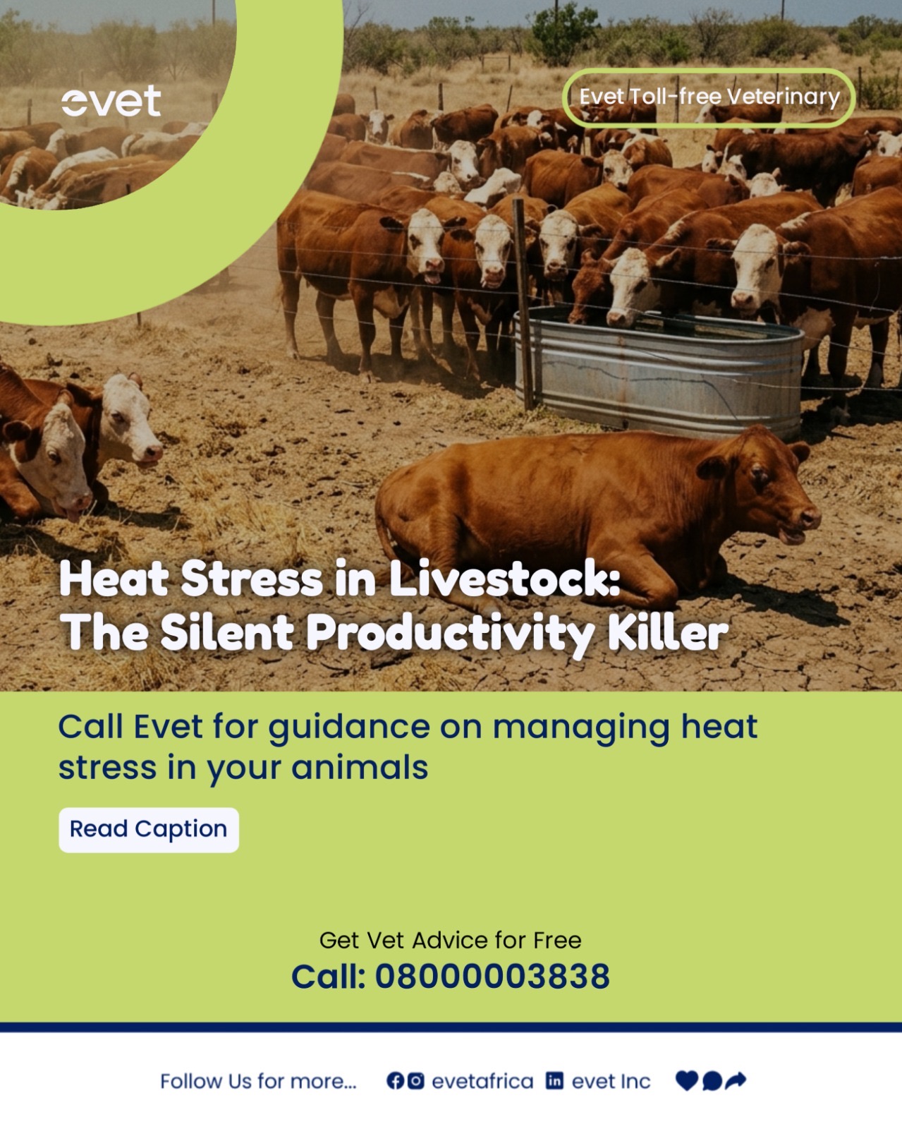 Heat stress in Livestock animals