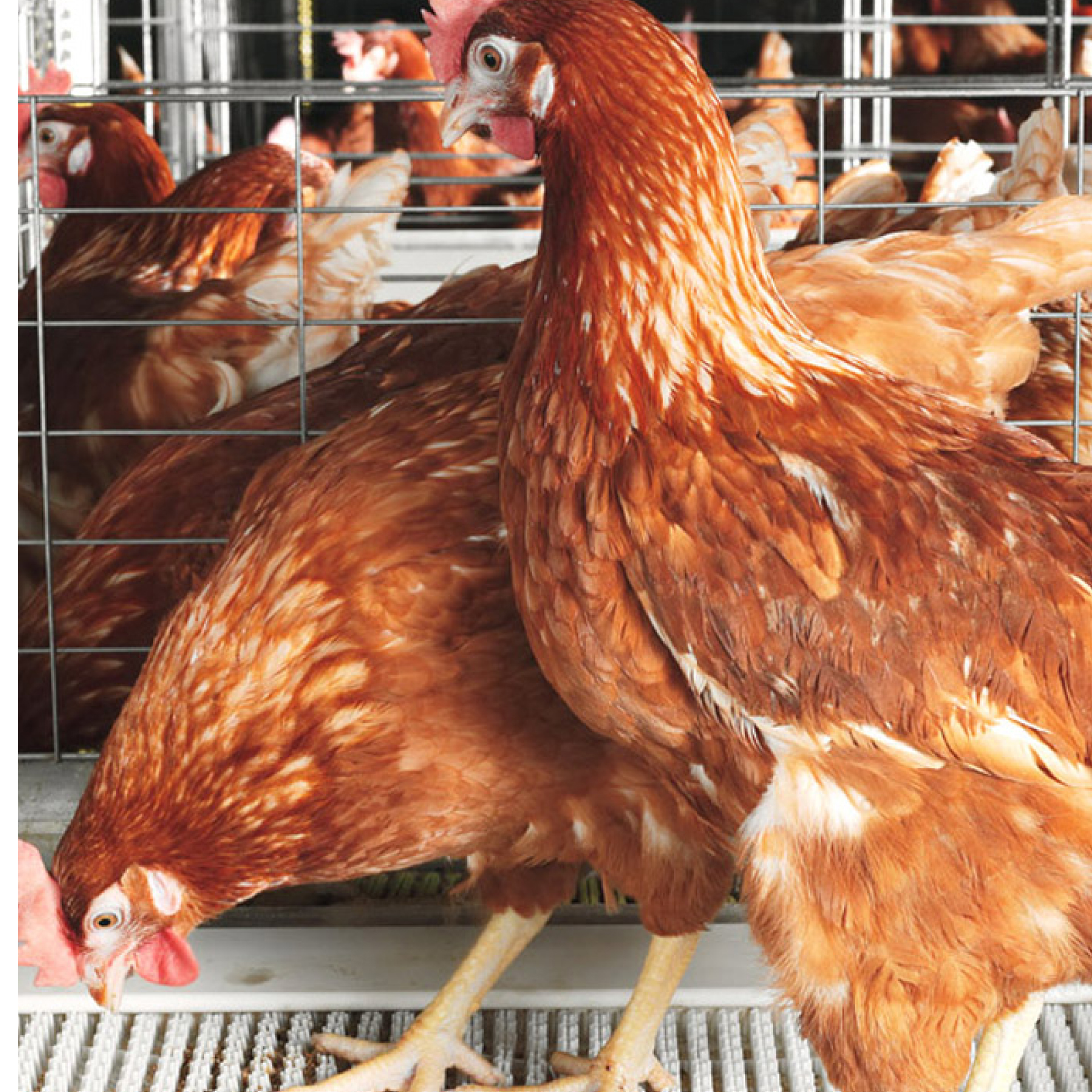Newly launched : AI powered Poultry disease diagnostics Model using computer vision 