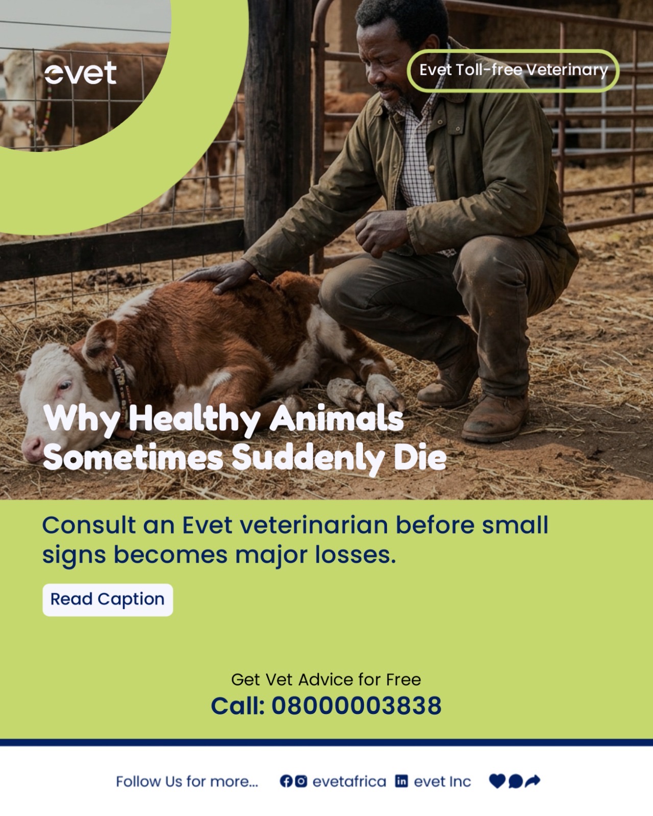 Why healthy animals sometimes die suddenly 