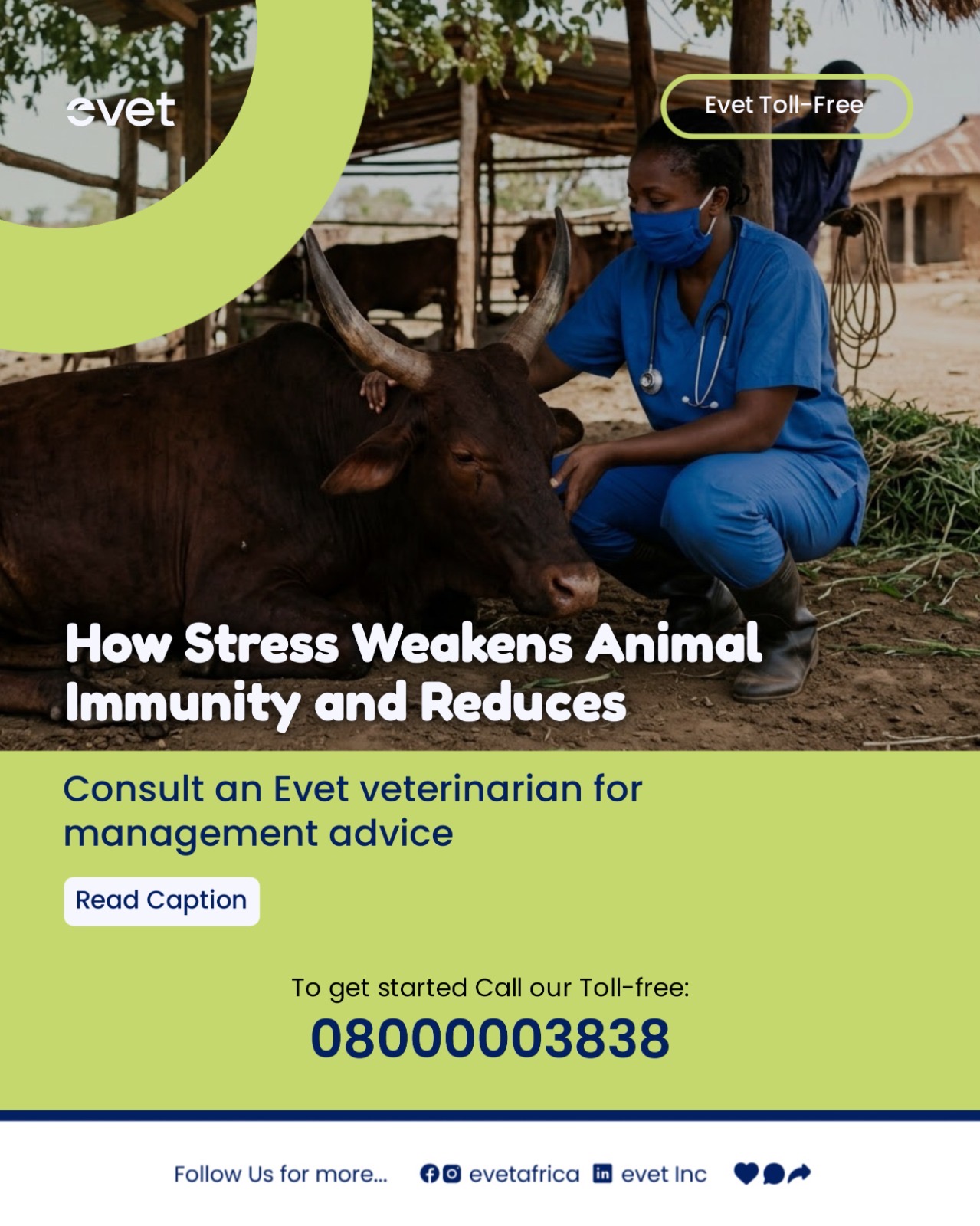 How heat stress weakens animal immunity
