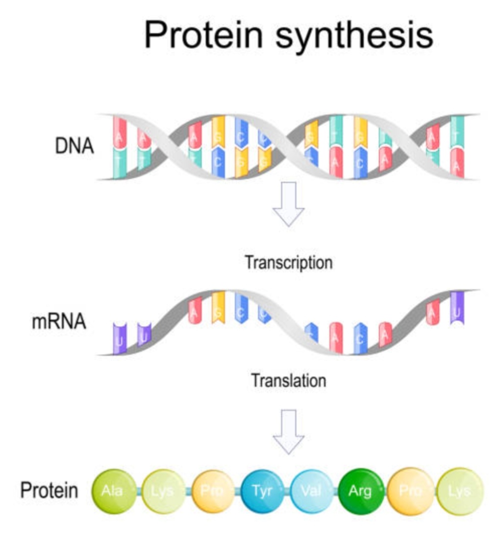 Protein Synthesis Steps Explained | Translation Process in Detail ...