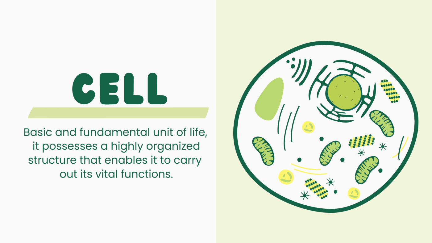 A cell is the basic and fundamental unit of life. It has a highly organized structure that allows it to perform all vital life functions efficiently.