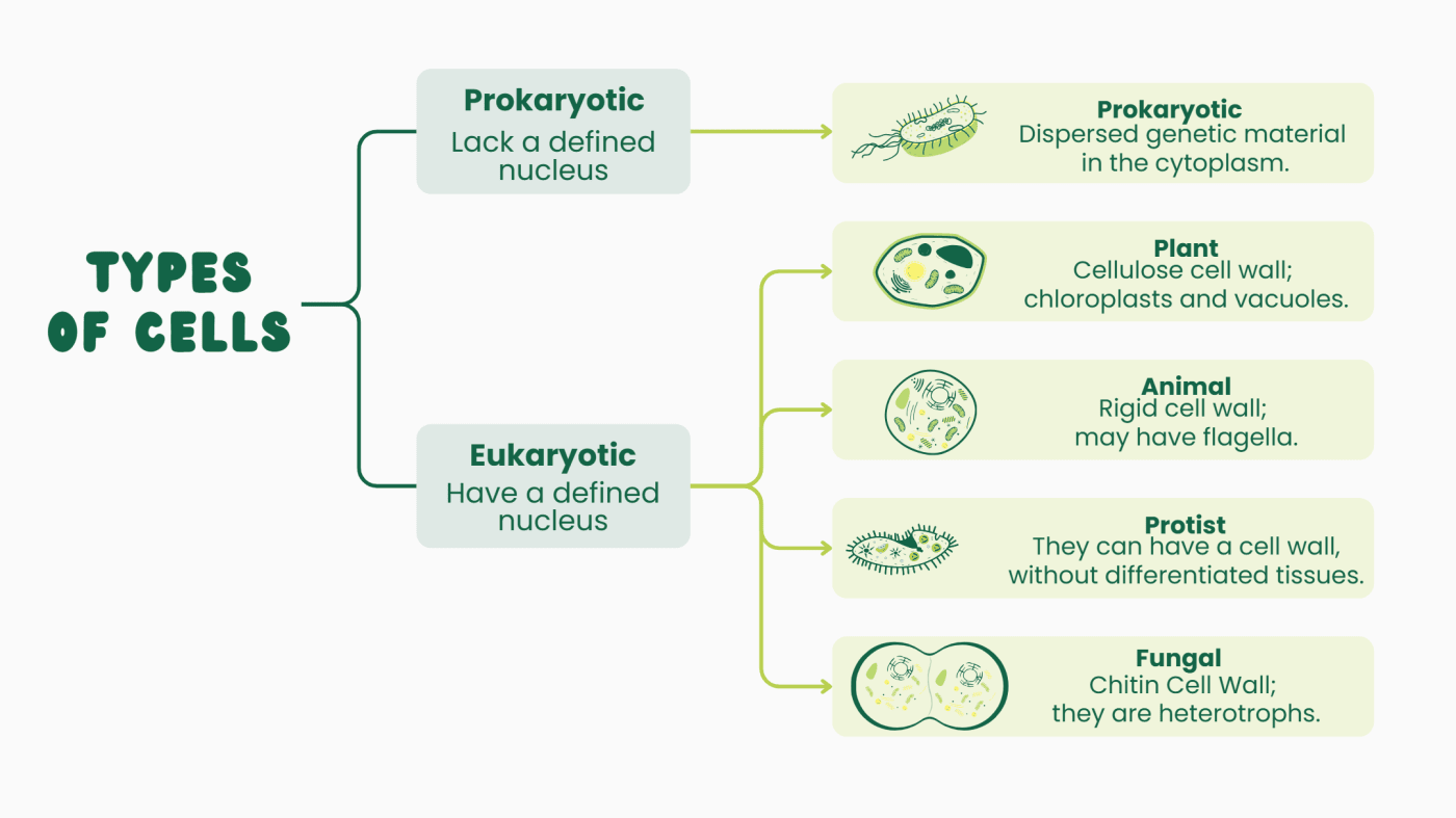 Cells are classified into different types based on their structure. Prokaryotic cells lack a defined nucleus, and their genetic material is dispersed in the cytoplasm. Eukaryotic cells have a well-defined nucleus. Plant cells contain a rigid cell wall, chloroplasts, and vacuoles. Animal cells do not have a cell wall. Protist cells may have a cell wall but lack differentiated tissues. Fungal cells have a chitin cell wall and are heterotrophic.