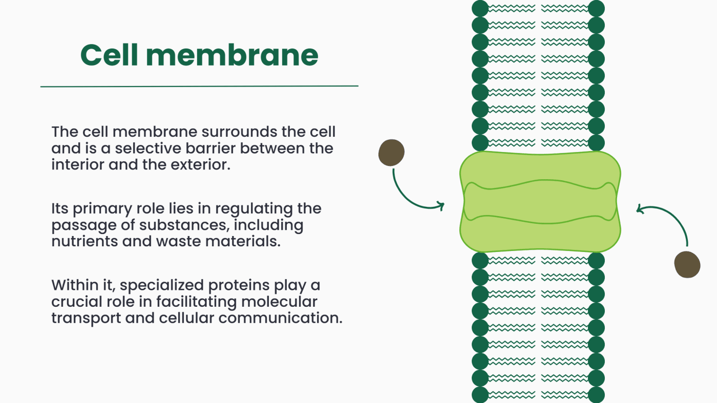 The cell membrane surrounds the cell and acts as a selective barrier. It separates the internal environment from the external environment. Its main function is to regulate the movement of substances such as nutrients and waste materials. Specialized proteins within the membrane help in molecular transport and cellular communication.